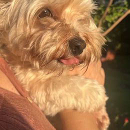 Chica - Maltipoo