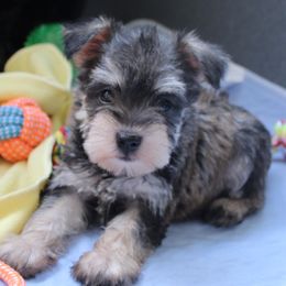 Brynlee Genetically Clear - Salt and pepper female Miniature Schnauzer puppy in Klingerstown, Pennsylvania from Clay Hill Kennels