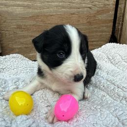 Mitzi - Black and white female Border Collie puppy in Mckinney, Texas from Border Collies of Ruidoso