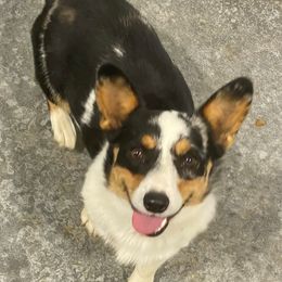 Dolly - Pembroke Welsh Corgi