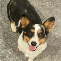 Dolly - Pembroke Welsh Corgi