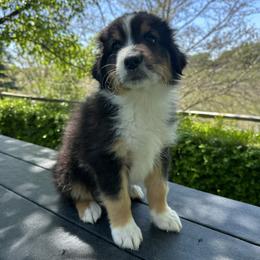 Guinness - Black tri-color male Australian Shepherd puppy in Star, Idaho from Star Aussies