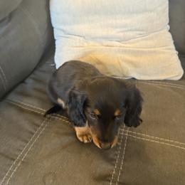 Dachshund Puppies from Birkin’ Paws