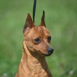 Ricky - Red male Miniature Pinscher puppy in Claypool, Indiana from Valjalu’s Minianture Pinschers