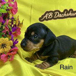 Rain - Black and tan female Dachshund puppy in Mesquite, Texas from AB Dachshund