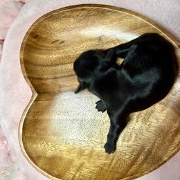 Girl 2 - Black female Shih Tzu puppy in Sherman, Texas from Shannon’s Sugar Sweet Shih Tzu’s