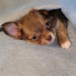 Chihuahua Puppies from B&D Chihuahuas