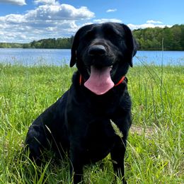 Lucy - Labrador Retriever