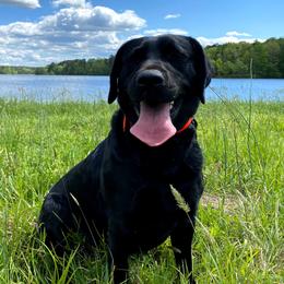 Lucy - Labrador Retriever
