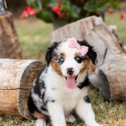 Phoenix - Blue merle female Miniature Australian Shepherd puppy in Waco, Texas from Blue Rain Aussies