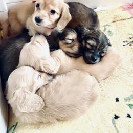 Dachshund Puppies from Northwest Dachshunds