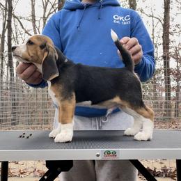 Boy 2 - Black fawn and white Beagle puppy in Mountain Grove, Missouri from Arcadia Kennels