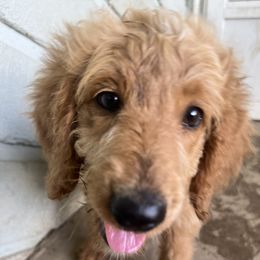 Girl 3 - Bernedoodle puppy in Oklahoma from Prairie Bernedoodles