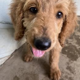 Girl 3 - Bernedoodle puppy in Oklahoma from Prairie Bernedoodles