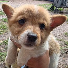 Ivy's Boy 1 (Piebald) - Red male Pembroke Welsh Corgi puppy in Middleburg, Florida from Mulkeys Little Corgis
