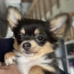Chili - Chihuahua
