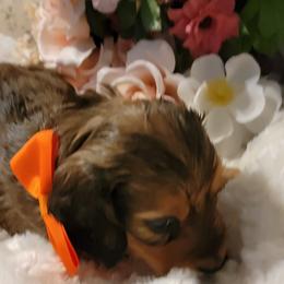 Dachshund Puppies from CLARK'S BREEDING PROGRAM