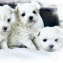 Maltese Puppies from Rockin Rivers AKC Maltese & Malshi's