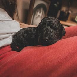 Poodle Puppies from Huckleberry Standard Poodles