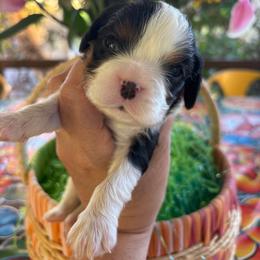 McKenzie - Tri-color male Cavalier King Charles Spaniel puppy in Tucson, Arizona from Abbey Road Cavaliers