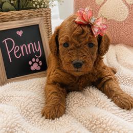 Penny - Red  female Goldendoodle puppy in Cooper City, Florida from Jenny La Bone