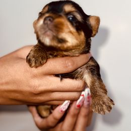 Yorkshire Terrier Puppies from A yorkie palace