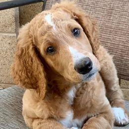 Goldendoodles from Jude’s Doods