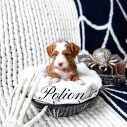 Potion - Red  female Goldendoodle puppy in Springville, Utah from Happy Doodle