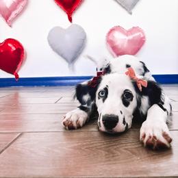 Dalmatian Puppies from Spotted Jewels Dalmatians