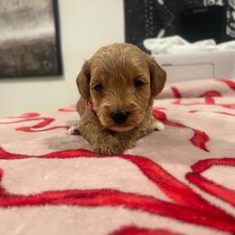 Pink - Red  female Goldendoodle puppy in Shingle Springs, California from Creamy Retrievers