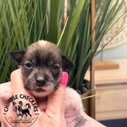 Pancho - Black and white male Chinese Crested puppy in Port Charlotte, Florida from Chinese Checkers Chinese Cresteds