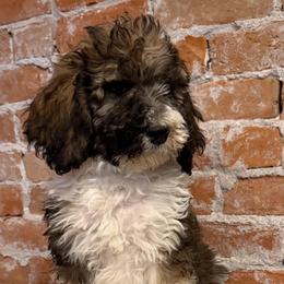 Hutch - Brown and white male Bernedoodle puppy in Ogden, Utah from Stanger Farms