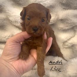 Andri - Red female Shihpoo puppy in Traverse City, Michigan from Riyem Wildflower Farms