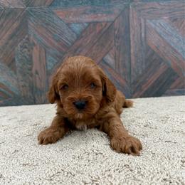 Zinnia - Red female Cavapoo puppy in Beresford, South Dakota from DAKOTA DOOD RANCH