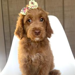 Martini - Apricot female Goldendoodle puppy in Mount Pleasant, Tennessee from Doodle My Heart