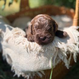 Cheyenne - Chocolate female Goldendoodle puppy in Zeeland, Michigan from Dandelion Lane Doodles