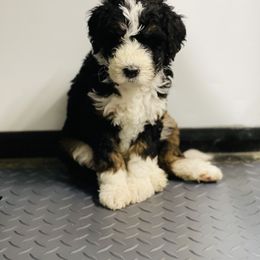 Bernedoodle Puppies from PNW Sheepies and Doodles