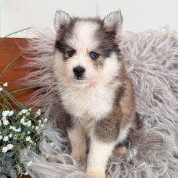 Panda - Black and white female Pomsky puppy in La Verne, California from Red Cedar Pomskies