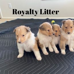 Collie Puppies from Cadie's Collies