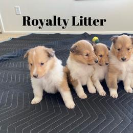 Collie Puppies from Cadie's Collies