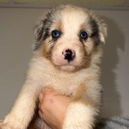 Alfredo - Blue merle male Australian Shepherd puppy in Anniston, Alabama from All Hale Aussies