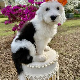 The Little Explorer- Pearl - Black and white female Sheepadoodle puppy in Camden, North Carolina from Luv My Doodle