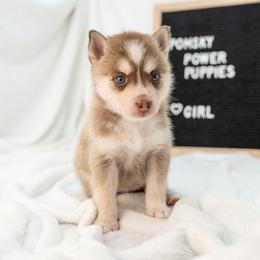 Cherry Pie - Red and white female Pomsky puppy in Spring City, Pennsylvania from Pomsky Power Puppies