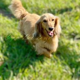 Blondie - Dachshund