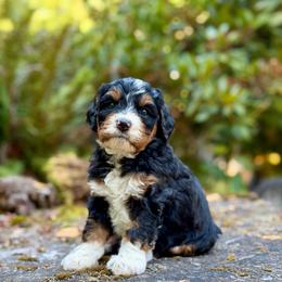Jaq (Orange Collar) - Tri-color male Bernedoodle puppy in Stanwood, Washington from Butter Cup Pups and Paws