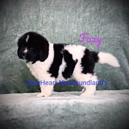 Foxy - White and black female Newfoundland puppy in Cortez, Colorado from Bear Heart Newfoundlands, LLC