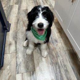 Hermoine - Black and white Bernedoodle puppy in Knoxville, Tennessee from Bright Side Doodles