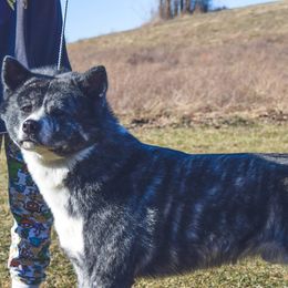 Hokuun - Akita