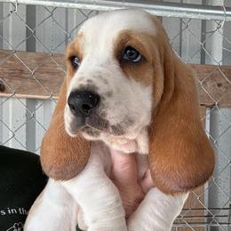 Brown collar - Red and white male Basset Hound puppy in Kenansville, Florida from Fancy Hounds