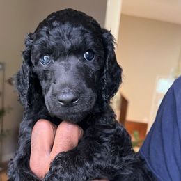 Scoter - Black male Poodle puppy in Randallstown, Maryland from Parson Standards